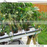 Hydroponics System for Market Gardening
