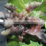 Environmental Protection Artificial Green Wall Succulent Plant Wall thumbnail-5