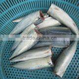IQF Spanish Mackerel Fillet,Skin on ,Cutted thumbnail-1