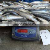 Frozen Mackerel Fish thumbnail-3