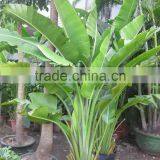 Ravenala Madagascariensis-Travelers Palm-trees-plants High 2-7m thumbnail-2