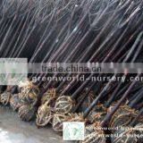 Prunus Cerasifera Nigra thumbnail-1