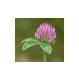 We supply Red Clover extract,Isoflavones 8%,20%,40% HPLC, Red clover extract contains four anti-tumor compounds. It also contains the powerful antioxidant tocopherol, which is a form of Vitamin E. Antioxidants help preventa cancer and other diseases.