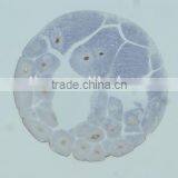 Embryo Slides , Frog Embryo Slides , Embryology Slides ,embryo Teaching Slides thumbnail-4