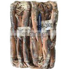 Argentina Illex Squid Frozen Illex Squid Whole Round 100-150 150-200 200-300 thumbnail-1