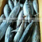 Frozen Bonito thumbnail-6