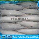 100/200g 200/300g 300/500g 400/600g Scomber Mackerel