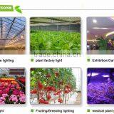 Best Sellers Full Spectrum 300W Led Grow Lights thumbnail-6