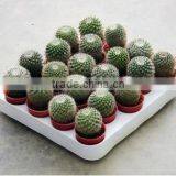 Mammillaria Spinosissima 8.5cm Mini Cactus Succulent Indoor Plants Bonsai Nursery Echinocactus Grusonii Cereus Cacti thumbnail-5