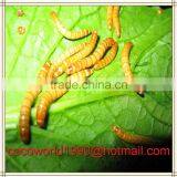 Mealworms Safe to Eat/pigeons Eat Mealworms/freeze Mealworms thumbnail-4