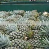 Fresh Pineapples Cheap Price