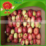 Fuji Apples High Quality Without Chemical Pesticide Fuji Apple thumbnail-4