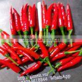 FRESH HOT PEPPER, CHILLI +84963818434 Whatsapp thumbnail-1