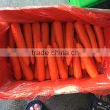NEW PRICE NATURAL FRESH CARROT FOR SALE thumbnail-4