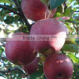 Apple Type and Pome Fruit Products Type Fresh Red Qinguan Apple thumbnail-6