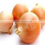 Best Quality Yellow Onion Exporters thumbnail-2