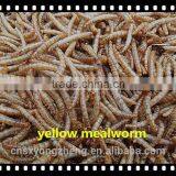 Pet Food Microwave Dried 2.5--2.8 cm Tenebrio Molitors thumbnail-4