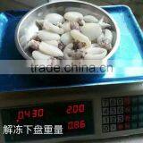 Frozen Cuttlefish thumbnail-2