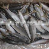 Frozen Style Horse Mackerel For Sale thumbnail-1
