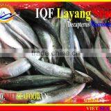 IQF LAYANG SCAD WHOLE ROUND thumbnail-5