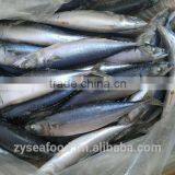 Sea Frozen/Land Frozen Pacific Mackerel thumbnail-2