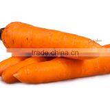 Chinese Fresh Vegetable Fresh Market Carrot thumbnail-1