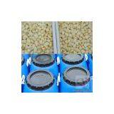 Sell Salted Peeled Garlic thumbnail-1