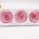 Preserved Flower Big Rose Bud Long Life Ecuadorian Roses Wholesale thumbnail-1