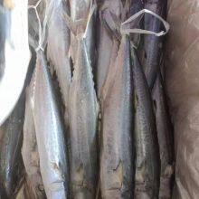 Frozen Spanish Mackerel thumbnail-1