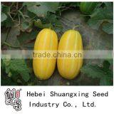 Huangxiu Planting Early Mature Sweet Hybrid Melon Seeds thumbnail-1