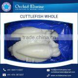 BABY Cuttlefish WHOLE FRESH FROZEN thumbnail-3