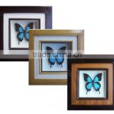 Real Dried Framed Butterfly