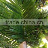 Whosale Green Palm Leaf
