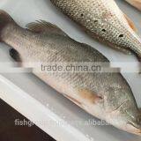 BARRAMUNDI WHOLE ROUND thumbnail-5