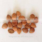 Supply With Chinese Bulk Sweet Apricot Kernels With 8% Bitter Taste With Good Quality for Sales