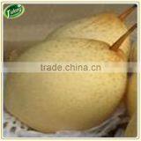 Super Fresh Fruit Ya Pear thumbnail-3