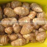 Taro,Eddoes thumbnail-3