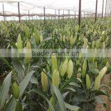 Hot Sale Fresh Cut Lily Flowers From Original Flower Plants thumbnail-5