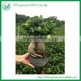 Green Plants Ficus Ginseng Bonsai thumbnail-2