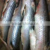 Seafood Frozen Grey Mullet Fish thumbnail-2