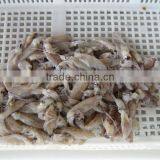 ИКФ-кальмары thumbnail-1