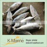 Fresh Delicious Sarda For Tuna Loin thumbnail-1