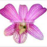Thailand Top Quality D-012 Dendrobium Pink Line Orchid thumbnail-1