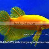 Betta Fish Farm For Sale and Aquarium Fish Exporter thumbnail-4