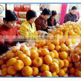 Date Price Mandarin Oranges thumbnail-1