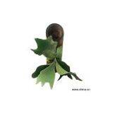 Sell Platycerium Bifurcatum thumbnail-1