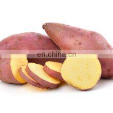 Organic Fresh SWEET POTATOES/NEW SCROP HIGH QUALITY SWEET POTATO FROM VIETNAM thumbnail-3
