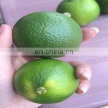 Seedless Lime