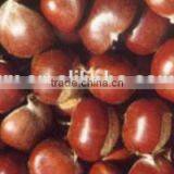 Good Price Fresh Chestnut for Sale in Dandong With Chinese Chestnuts Wholesale. Eating Chinese Chestnuts! thumbnail-5