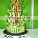 5 Layered Tower Lucky Bamboo Air Bonsai Tree Dracaena Sanderiana Indoor Ornamental Aquatic Water Plants thumbnail-1